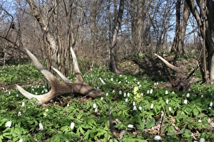 Shed antlers, Red Deer -Cervus elaphus-, lying between anemones, Allgaeu, Bavaria, Germany, Europe Shed antlers, Red Deer -Cervus elaphus-, lying between anemones, Allgaeu, Bavaria, Germany, Europe