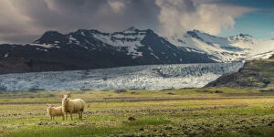 Images Dated 22nd June 2014: Sheep family at the glacier