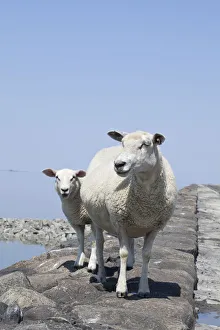 Sheep on the fortified beach on the Hamburger Hallig holm, North Friesland Sheep on the fortified beach on the Hamburger Hallig holm, North Friesland