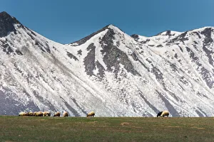 Sheep on grass field with Nemrut volcano background Sheep on grass field with Nemrut volcano background