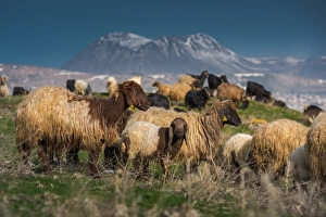 Sheep herd with Nemrut volcano background Sheep herd with Nemrut volcano background