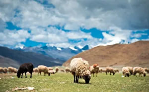 Sheep herd with snow mountain in background Sheep herd with snow mountain in background