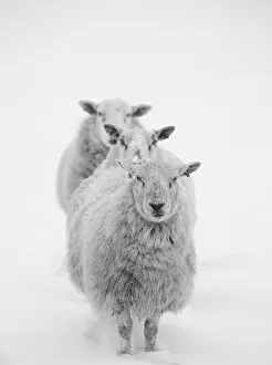 Northumberland Collection: Three Sheep in a Line in the Snow