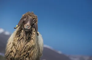 a sheep looking at camera with bluesky background a sheep looking at camera with bluesky background