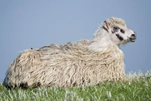 Sheep, lying down, Faroe Islands, Denmark Sheep, lying down, Faroe Islands, Denmark