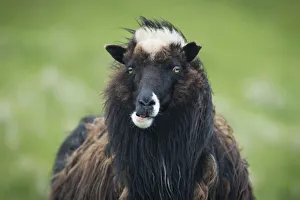 Sheep, Mykines, Utoyggjar, Outer Islands, Faroe Islands, Denmark Sheep, Mykines, Utoyggjar, Outer Islands, Faroe Islands, Denmark