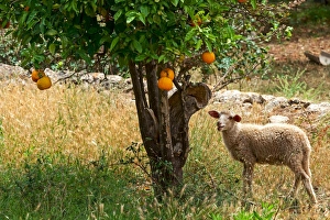 Sheep under an orange tree, Soller, Majorca, Balearic Islands, Spain Sheep under an orange tree, Soller, Majorca, Balearic Islands, Spain