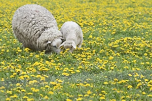 Sheep -Ovis orientalis aries- with lamb feeding in dandelion meadow, Texel Sheep -Ovis orientalis aries- with lamb feeding in dandelion meadow, Texel