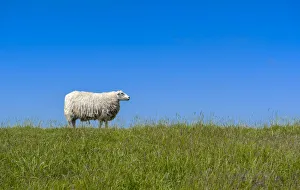 Sheep -Ovis orientalis aries- standing on a dike, near Archsum, Sylt, Schleswig-Holstein Sheep -Ovis orientalis aries- standing on a dike, near Archsum, Sylt, Schleswig-Holstein