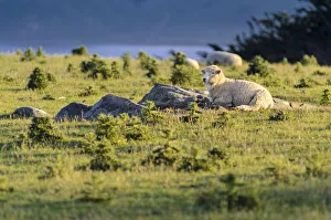 Sheep resting on grassland, Hoopers Inlet, Otago Peninsula, South Island, New Zealand Sheep resting on grassland, Hoopers Inlet, Otago Peninsula, South Island, New Zealand