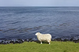 Sheep on the shore, Murlough Bay near Ballycastle, County Antrim, Northern Ireland Sheep on the shore, Murlough Bay near Ballycastle, County Antrim, Northern Ireland