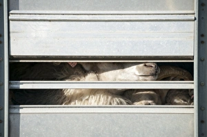 Sheep in a truck, transportation of sheep near Kirkjubaejarklaustur, southern Iceland Sheep in a truck, transportation of sheep near Kirkjubaejarklaustur, southern Iceland