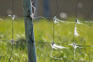 Sheep wool on fence, Mykines, Faroe Islands, Denmark Sheep wool on fence, Mykines, Faroe Islands, Denmark
