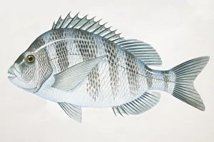Sheepshead, Archosargus probatocephalus, side view Sheepshead, Archosargus probatocephalus, side view