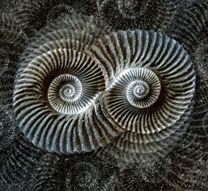 Abstract art Collection: Shell fossil collage