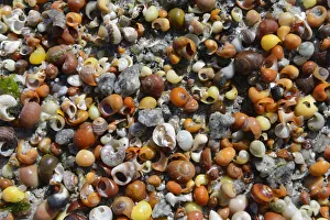 Shells of water snails on the beach, Departement Finistere, Brittany, France Shells of water snails on the beach, Departement Finistere, Brittany, France