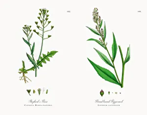 Shepherdas Purse, Capsella Bursa-pastoris, Victorian Botanical Illustration, 1863 Shepherdas Purse, Capsella Bursa-pastoris, Victorian Botanical Illustration, 1863