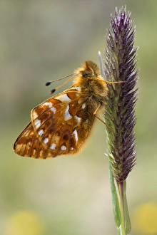 Shepherds Fritillary -Boloria pales-, Pitztal or Pitz Valley, Tyrol, Austria Shepherds Fritillary -Boloria pales-, Pitztal or Pitz Valley, Tyrol, Austria