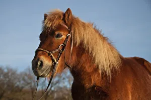 Shetland pony, chestnut gelding, bitless bridle Shetland pony, chestnut gelding, bitless bridle
