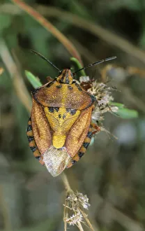Shield Bug species (Carpocoris mediterraneus), Leptogaria, Greece, Europe Shield Bug species (Carpocoris mediterraneus), Leptogaria, Greece, Europe