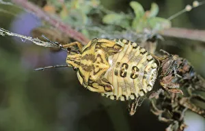 Shield Bug species (Carpocoris purpureipennis), larva, Leptokaria, Greece, Europe Shield Bug species (Carpocoris purpureipennis), larva, Leptokaria, Greece, Europe