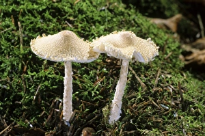 Shield Dapperling (Lepiota clypeolaria) mushroom Shield Dapperling (Lepiota clypeolaria) mushroom