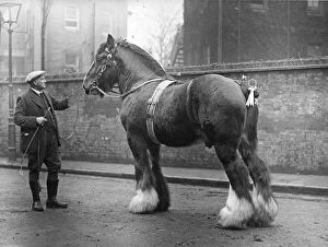 Islington Gallery: Shire Horse