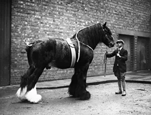 Islington Gallery: Shire Horse