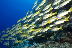 Shoal of Ehrenbergs Snapper or Blackspot Snapper -Lutjanus ehrenbergi-, Red Sea, Egypt Shoal of Ehrenbergs Snapper or Blackspot Snapper -Lutjanus ehrenbergi-, Red Sea, Egypt