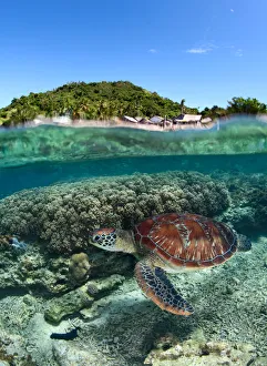 <b class=qtipBold><figcaption>Along the shore</figcaption></b><br>Sea turtle swim near the Apo island. Philippines.<br><em>© Andrey Narchuk</em> Along the shore