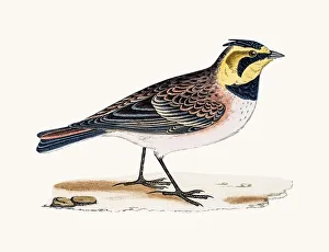 <b class=qtipBold><figcaption>Shore Lark bird</figcaption></b><br>A photograph of an original hand-colored engraving from The History of British Birds by Morris published in 1853-1891.<br><em>© mashuk</em> Shore Lark bird