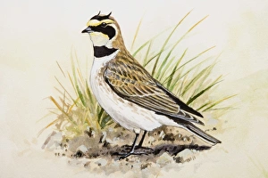 Shore lark (Eremophila alpestris), standing, side view Shore lark (Eremophila alpestris), standing, side view