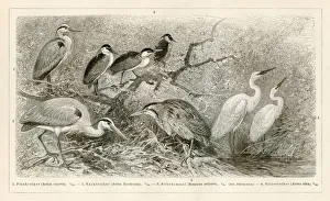 <b class=qtipBold><figcaption>Shorebirds engraving 1896</figcaption></b><br>Shorebirds engraving<br><em>© Roberto A Sanchez</em> Shorebirds engraving 1896
