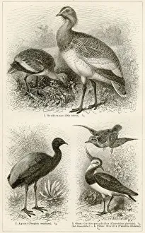 <b class=qtipBold><figcaption>Shorebirds engraving 1896</figcaption></b><br>Shorebirds engraving<br><em>© Roberto A Sanchez</em> Shorebirds engraving 1896