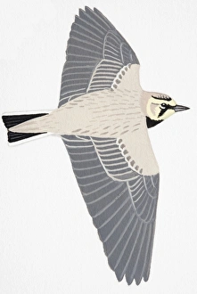 Shorelark, Horned Lark (Eremophila alpestris), adult Shorelark, Horned Lark (Eremophila alpestris), adult