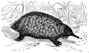Short-beaked echidna (Tachyglossus aculeatus) Short-beaked echidna (Tachyglossus aculeatus)
