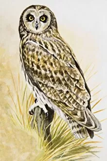 Mottled Owl Gallery: Short-eared owl (Asio flammeus), perching on a branch, facing forward