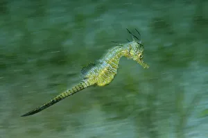 Short-snouted Seahorse -Hippocampus hippocampus-, Black Sea, Crimea, Russia Short-snouted Seahorse -Hippocampus hippocampus-, Black Sea, Crimea, Russia
