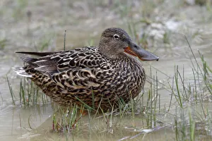 Shoveler or Shoveller -Anas clypeata-, female standing in shallow water, Lake Neusiedl Shoveler or Shoveller -Anas clypeata-, female standing in shallow water, Lake Neusiedl
