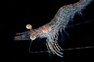 <b class=qtipBold><figcaption>Shrimp portrait</figcaption></b><br>Underwater, night dive wildlife.West Papua.<br><em>© Andrey Narchuk</em> Shrimp portrait