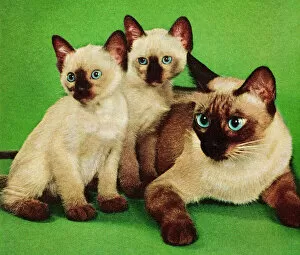Images Dated 10th April 2013: Siamese Cat and Two Kittens