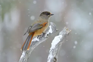 Siberian Jay -Perisoreus infaustus- on perch during slight snowfall, Oulanka National Park Siberian Jay -Perisoreus infaustus- on perch during slight snowfall, Oulanka National Park