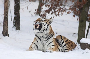 Siberian Tiger or Amur Tiger -Panthera tigris altaica-, winter, enclosure Siberian Tiger or Amur Tiger -Panthera tigris altaica-, winter, enclosure