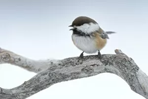 Grey Headed Chickadee Collection: Siberian Tit or Alaska Chickadee -Poecile cinctus- perched on a pine branch in the snow