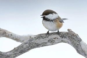 Siberian Tit or Alaska Chickadee -Poecile cinctus- perched on a pine branch in the snow Siberian Tit or Alaska Chickadee -Poecile cinctus- perched on a pine branch in the snow