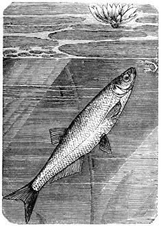 Sichel, asp and common nase (Aspius aspius) Sichel, asp and common nase (Aspius aspius)