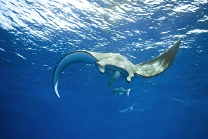 Sicklefin Devil Ray or Box Ray -Mobula tarapacana-, near Santa Maria, Azores Sicklefin Devil Ray or Box Ray -Mobula tarapacana-, near Santa Maria, Azores