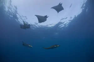 Sicklefin Devil Rays or Box Rays -Mobula tarapacana-, near Santa Maria, Azores Sicklefin Devil Rays or Box Rays -Mobula tarapacana-, near Santa Maria, Azores