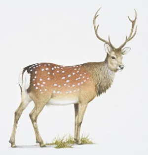 Sika, Cervus nippon. a deer with white spots on its back Sika, Cervus nippon. a deer with white spots on its back