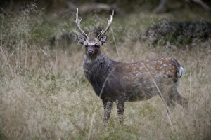 Sika Deer -Cervus nippon-, Copenhagen, Denmark Sika Deer -Cervus nippon-, Copenhagen, Denmark